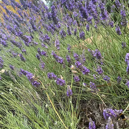 2-room With Garden In Sanary-sur-mer, Beaucours * Sanary-sur-Mer